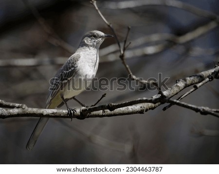 Northern mockingbird in Tennessee woods