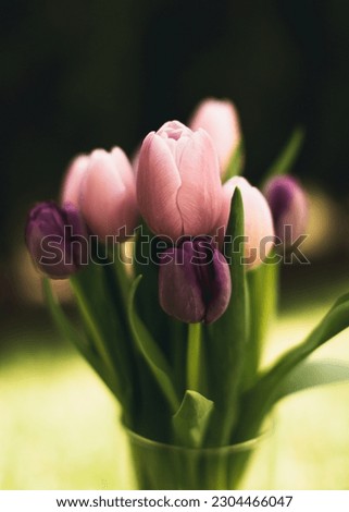 Pretty Spring orange, purple and pink Tulip Flowers, in a vase, outside with golden lighting and a brown background. Photographed outside in natural light. Bouquet of Flowers in a clear vase. 