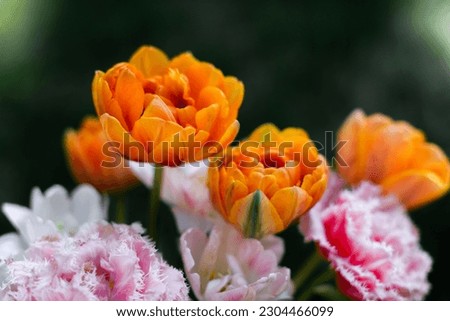 Pretty Spring orange, purple and pink Tulip Flowers, in a vase, outside with golden lighting and a brown background. Photographed outside in natural light. Bouquet of Flowers in a clear vase. 