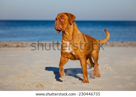 dogue de bordeaux on the beach Royalty-Free Stock Photo #230446735