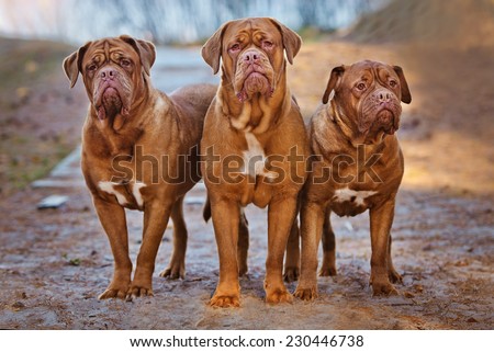 three dogue de bordeaux dogs together  Royalty-Free Stock Photo #230446738