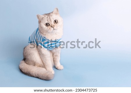 Adorable white cat in a blue striped T-shirt, sitting on light blue background