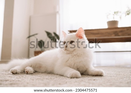 A cute fluffy white kitten lies on the floor and looks up in surprise. Life of pets in the apartment Royalty-Free Stock Photo #2304475571