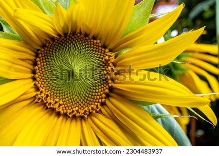 Beautiful close up of Sunflower seen in the summer time with healthy, bright colored petals. Helianthus annuus