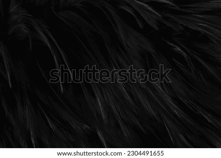 Beautiful black grey bird feathers pattern texture background.