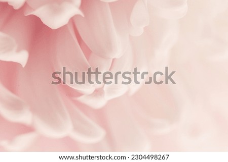 Peony petals blurred light background.Peony pink macro. Floral background.Floral wallpaper.Beautiful Floral background in pale pink and white colors.