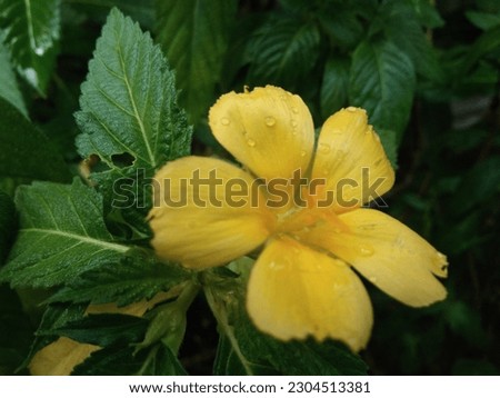 a yellow damiana flower on the morning