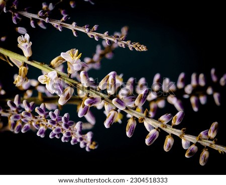 It is a branch with little flowers called Polynesia. They are delicate and tiny lilac flower buds. The background is black which makes their colorful appearance stand out even more.