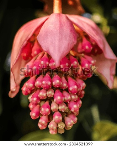 This strange flower is called mediquilla and only blooms once a year. Its seeds release small drops of sap. The flower is pink and the background of the image is a vague dark color.