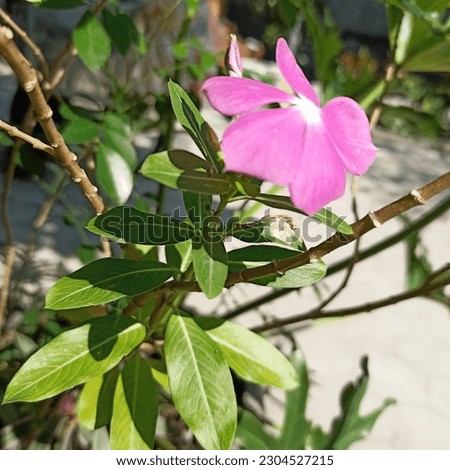 a picture of a virgin flower taken in the yard of the house.  Ornamental plants found in the tropics are often used to treat diabetes, cancer, sore throats, coughs, and mosquito bites