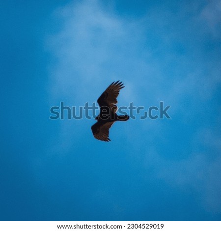 picture of a hawk flying in a blue sky with wispy clouds.