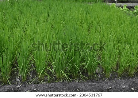 Photo of organically grown rice plants thriving in a farmer's field during the transition season
