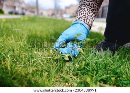 Woman hands removing Dandelions weeds plant from lawn at front yard. Weed control and garden lawn care background.