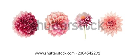 Dahlia pink flowers watercolor set. Collection of summer or spring flowers isolated on white background vector illustration