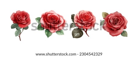 Rose flowers watercolor set. Collection of pink or red roses isolated on white background. Vector illustration