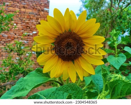 a beautiful sunflower 🌻 picture 