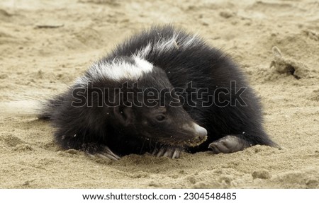 Striped Hog nosed Skunk in day time resting on the sand