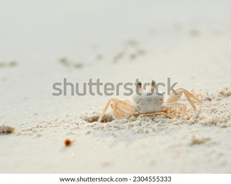 A crab on the beach 