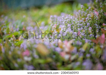 Colorful flowers and greenery blooming in the garden

