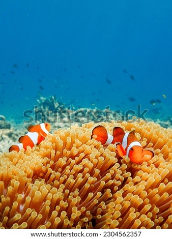 Nemo clown fish in the anemone in deep blue sea.