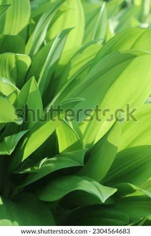 Close up of fresh green leaf with light shining.
