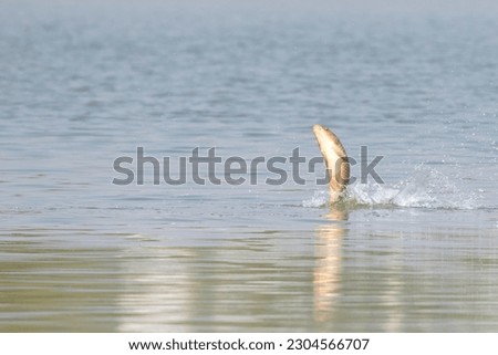 Carp coming out of the water during spawning season in spring in Han River, Korea