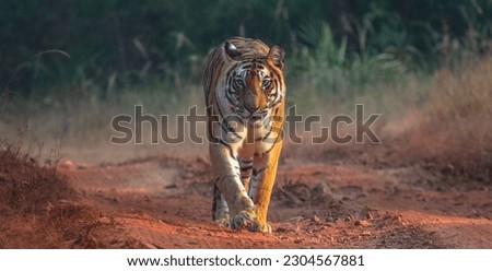 Inside a dense forest, somewhere in Madhya Pradesh, India, while roaming, suddenly I discovered this Tiger walking around and searching for hunt. Royalty-Free Stock Photo #2304567881