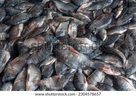 this is picture local fish from indonesian, this picture you can use for background, because this picture is about fish and there is pattern in this picture.
