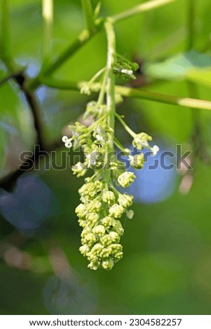 Sycamore maple tree. Acer pseudoplatanus. Small green-yellow flowers. Close up macro image