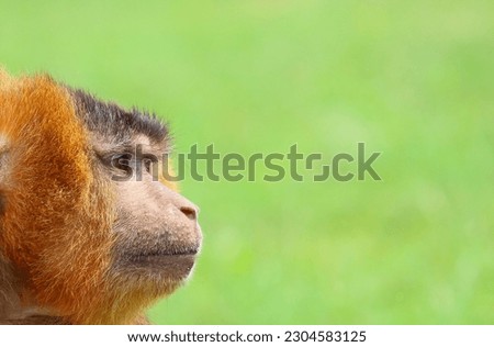 Furry brown monkey stares in blur green background for publication, design, poster, calendar, post, screensaver, wallpaper, postcard, banner, cover, website. High quality photography