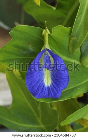 Anchan Clitoria ternatea is a creeper. soft hairy stems Native to South America commonly grown in the tropics