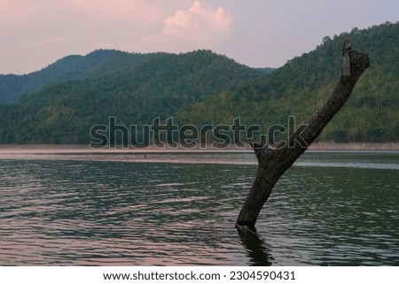 Dead Trees in Srinagarind Dam, Thailand