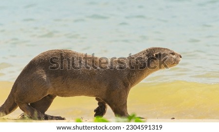 Smooth coated otter heading out to the sea