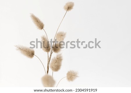 Beige dried bunny tail grass. Abstract floral background in neutral coulors.