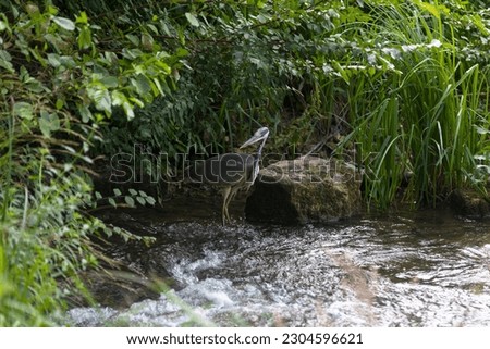 Grey heron fishing in the Etangs de commelles (Hauts-de-France).