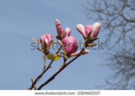 Pink magnolia flowers. Gorgeous nature background with beautiful flowers.