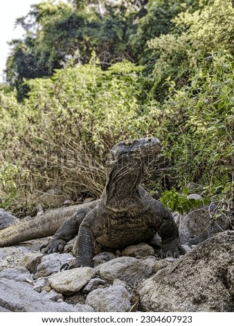 Komodo Dragons known as The Largest Lizard On Earth