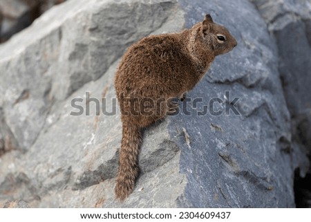 This delightful photo captures a charming moment in nature as a squirrel basks in the warmth of the sun on a rocky surface. 