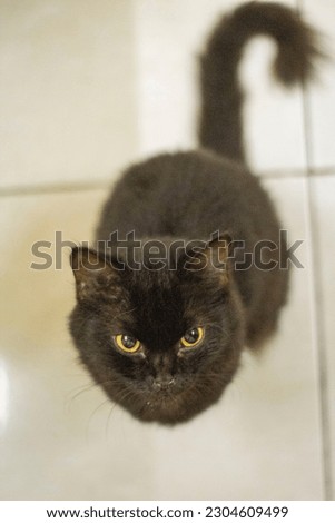 Black cat closeup with blur background