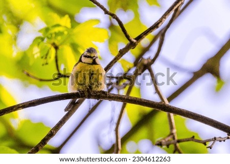 Titmouse bird, small wildlife birds, at public park on branch