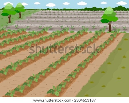 Watermelon trees planted in the plot. Royalty-Free Stock Photo #2304613187