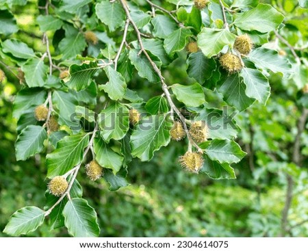 green beech branch with nuts, wild vegetation

 Royalty-Free Stock Photo #2304614075