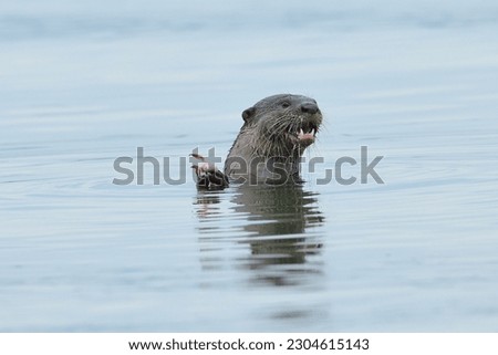 Smooth coated otters are excellent fisherman and they love their catch