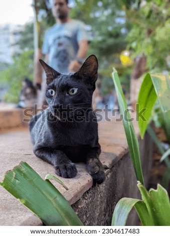 Black cat in a park