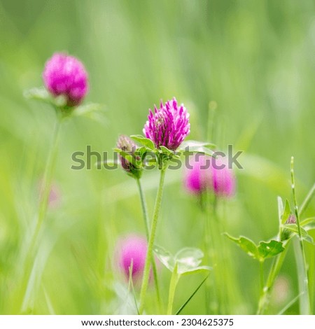 Trifolium pratense, commonly known as red clover, in the spring sunshine