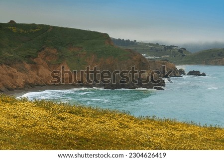 Spring Wildflower Display at Mori Point, Pacifica, California. Royalty-Free Stock Photo #2304626419
