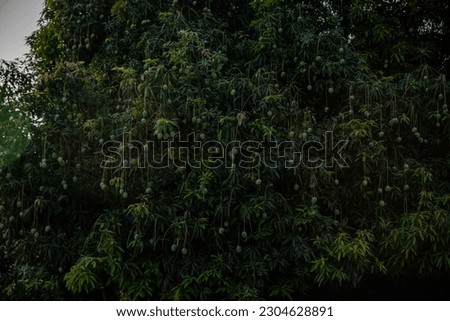 Mango fruit is growing on the mango tree with natural background