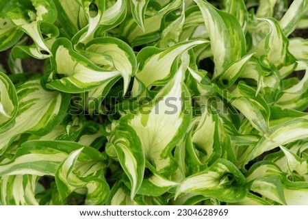 Hosta. Variegated green, white and yellow foliage, soil ground. Amazing Green leaves hosta bush, lush foliage tropic garden plant. Top view. Wallpaper. Copy Space. Textured natural floral background
