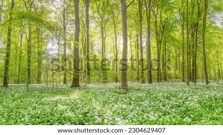 Wild Garlic flowers in a beech tree forest, Denmark. Royalty-Free Stock Photo #2304629407