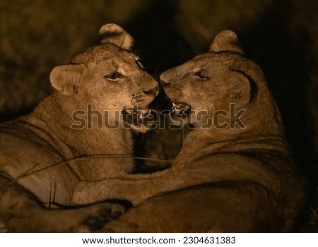 Lion cubs play fighting seen with flashlight during night time game drive Royalty-Free Stock Photo #2304631383